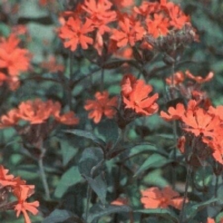 Lychnis arkwrightii 'Vesuvius' P9 - afbeelding 3