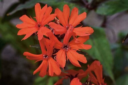 Lychnis arkwrightii 'Vesuvius' P9 - afbeelding 4