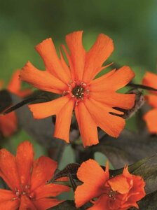 Lychnis arkwrightii 'Vesuvius' P9 - afbeelding 5