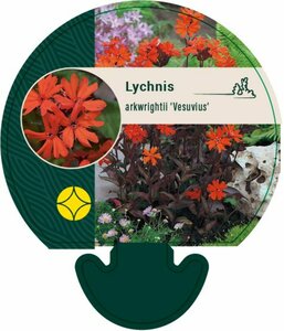 Lychnis arkwrightii 'Vesuvius' P9 - afbeelding 1