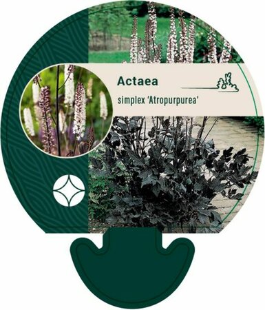 Actaea ramosa 'Atropurpurea' P9 - afbeelding 7