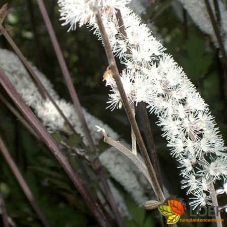 Actaea ramosa 'Atropurpurea' P9 - afbeelding 1