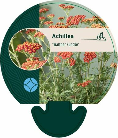 Achillea 'Walther Funcke' P9 - afbeelding 4