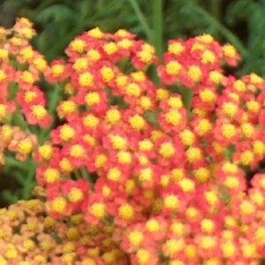 Achillea 'Walther Funcke' P9 - afbeelding 2