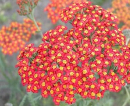 Achillea 'Walther Funcke' P9 - afbeelding 3