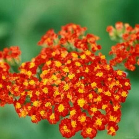 Achillea 'Walther Funcke' P9 - afbeelding 1