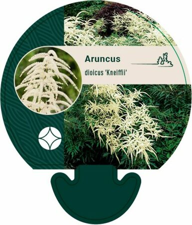 Aruncus dioicus 'Kneiffii' P9 - afbeelding 3