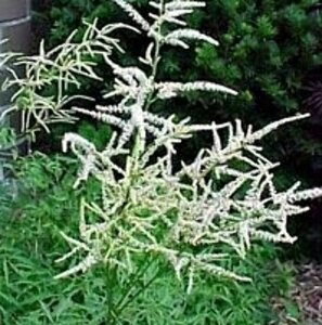 Aruncus dioicus 'Kneiffii' P9 - afbeelding 2