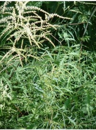 Aruncus dioicus 'Kneiffii' P9 - afbeelding 1