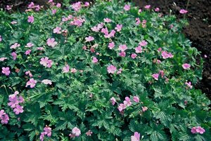 Geranium endressii P9