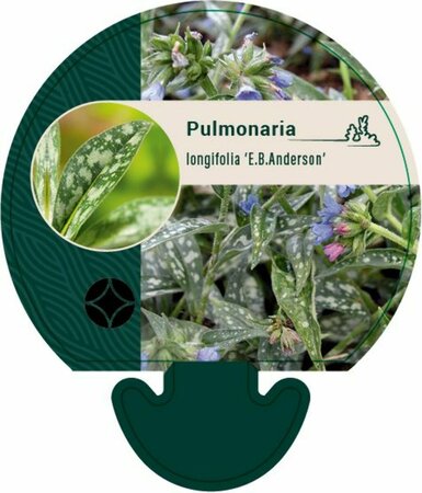 Pulmonaria longifolia 'E.B. Anderson' P9