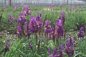 Iris sibirica 'Perry's Blue' P9