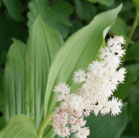 Smilacina racemosa P9 - afbeelding 3