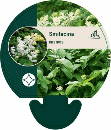 Smilacina racemosa P9 - afbeelding 2