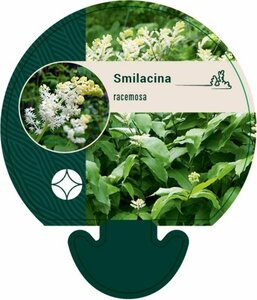 Smilacina racemosa P9 - afbeelding 2