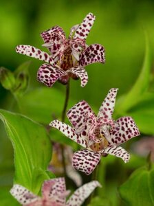 Tricyrtis hirta P9 - afbeelding 2