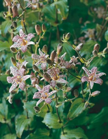 Tricyrtis hirta P9 - afbeelding 3