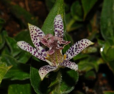 Tricyrtis hirta P9 - afbeelding 4