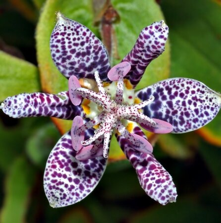 Tricyrtis hirta P9 - afbeelding 1