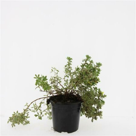 Potentilla fruticosa 'Elizabeth' C1.5 - afbeelding 2