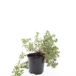 Potentilla fruticosa 'Elizabeth' C1.5 - afbeelding 3