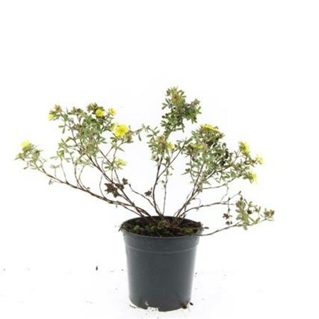 Potentilla fruticosa 'Elizabeth' C1.5 - afbeelding 4