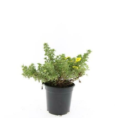 Potentilla fruticosa 'Kobold' C1.5 - afbeelding 1