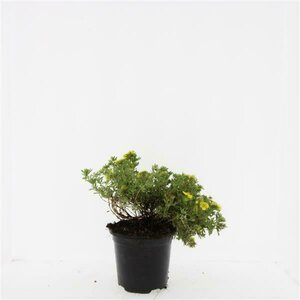 Potentilla fruticosa 'Kobold' C1.5 - afbeelding 2