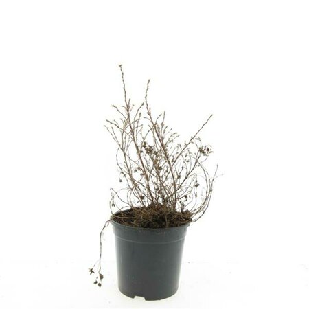 Potentilla fruticosa 'Kobold' C1.5 - afbeelding 3