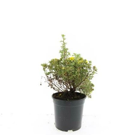 Potentilla fruticosa 'Kobold' C1.5 - afbeelding 4