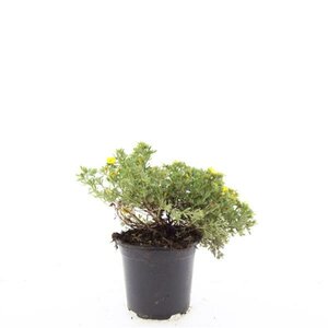 Potentilla fruticosa 'Kobold' C1.5 - afbeelding 5