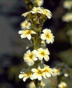 Sisyrinchium striatum P9 - afbeelding 1