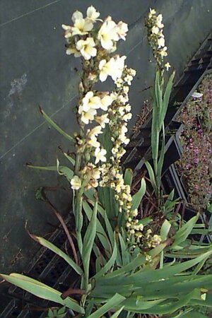 Sisyrinchium striatum P9 - afbeelding 2