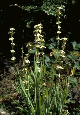 Sisyrinchium striatum P9 - afbeelding 4