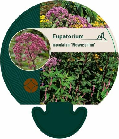 Eupatorium maculatum 'Riesenschirm' P9 - afbeelding 4