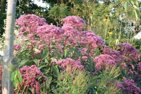 Eupatorium maculatum 'Riesenschirm' P9 - afbeelding 1