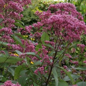 Eupatorium maculatum 'Riesenschirm' P9 - afbeelding 2