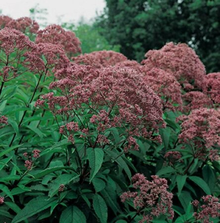 Eupatorium maculatum 'Riesenschirm' P9 - afbeelding 3