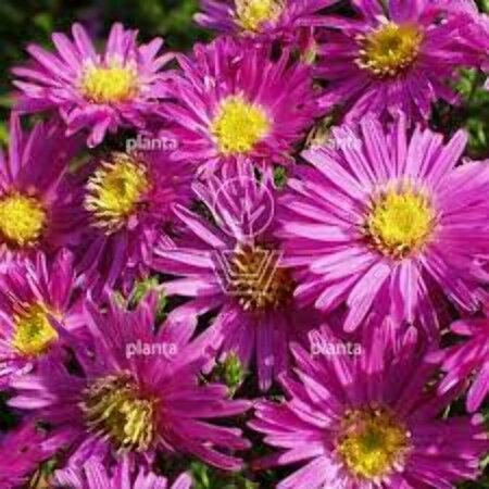 Aster dumosus 'Jenny' P9 - afbeelding 7