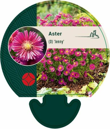 Aster dumosus 'Jenny' P9 - afbeelding 1