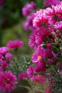 Aster dumosus 'Jenny' P9 - afbeelding 4