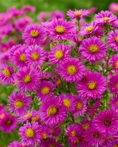 Aster dumosus 'Jenny' P9 - afbeelding 5