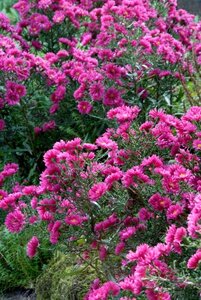 Aster dumosus 'Jenny' P9 - afbeelding 8