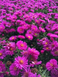 Aster dumosus 'Jenny' P9 - afbeelding 2