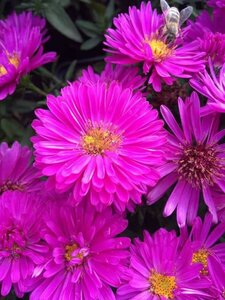 Aster dumosus 'Jenny' P9 - afbeelding 3