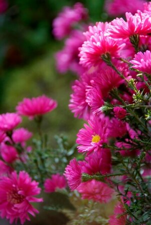 Aster dumosus 'Jenny' P9 - afbeelding 9