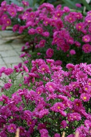 Aster dumosus 'Jenny' P9 - afbeelding 6