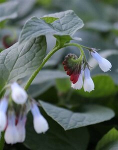 Symphytum grandiflorum 'Wisley Blue' P9 - afbeelding 1