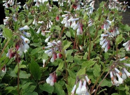 Symphytum grandiflorum 'Wisley Blue' P9 - afbeelding 2