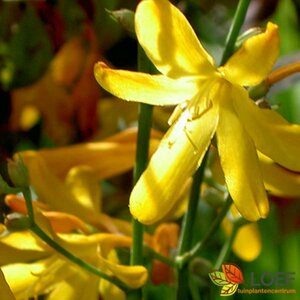 Crocosmia 'George Davidson' P9 - afbeelding 1